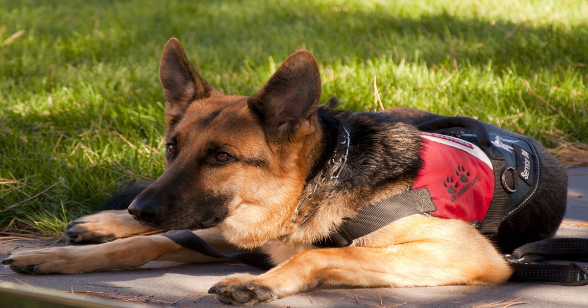 no-pull collar for German Shepherds