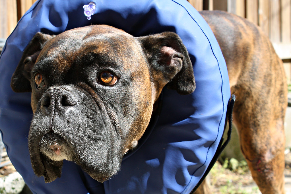 A dog wearing dog inflatable collar