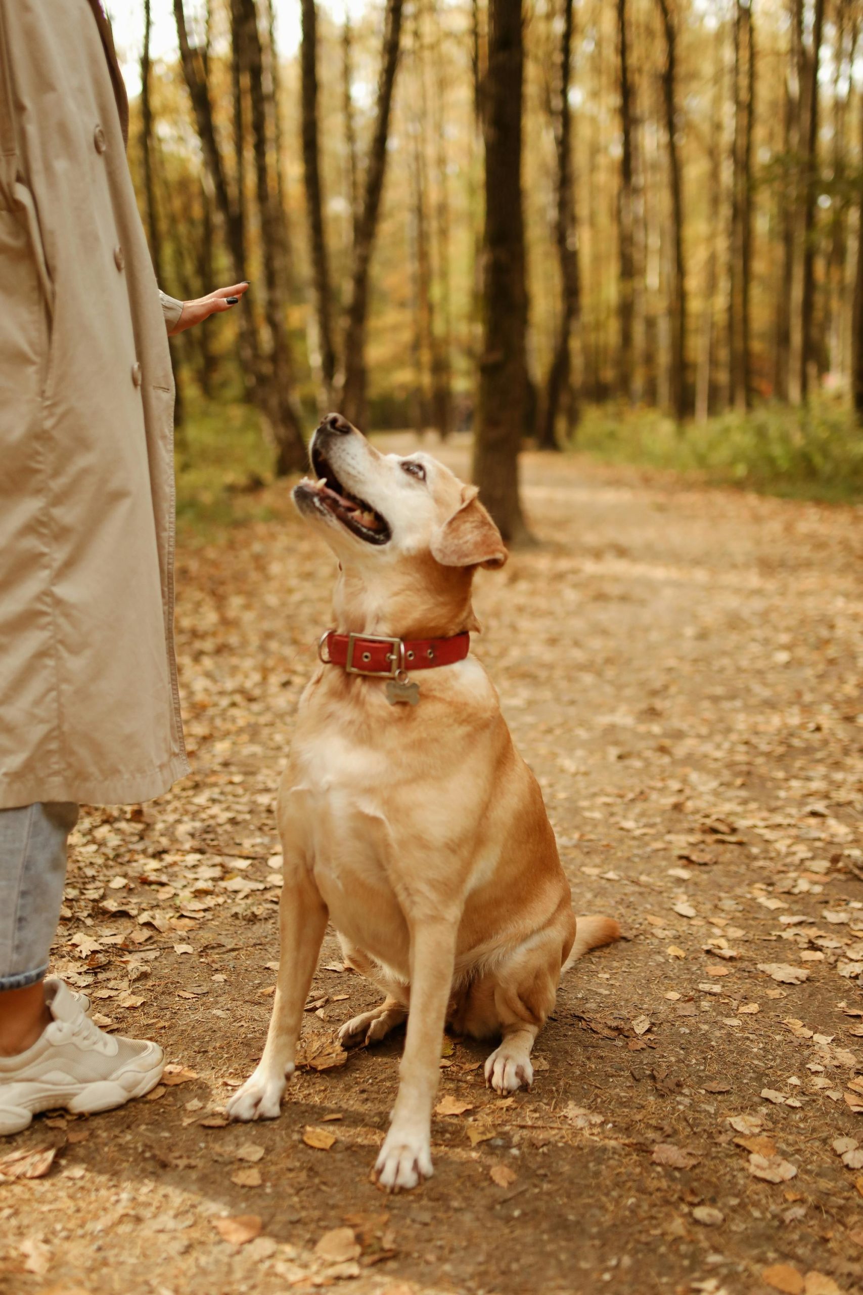 are martingale collars safe