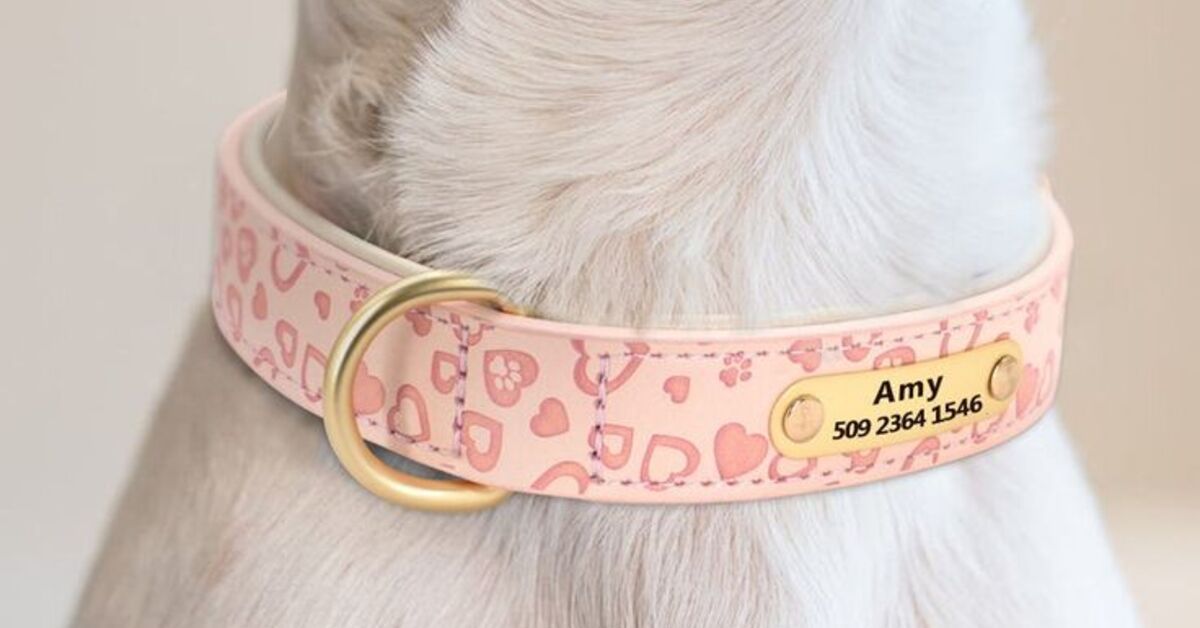 dog collars with name plates