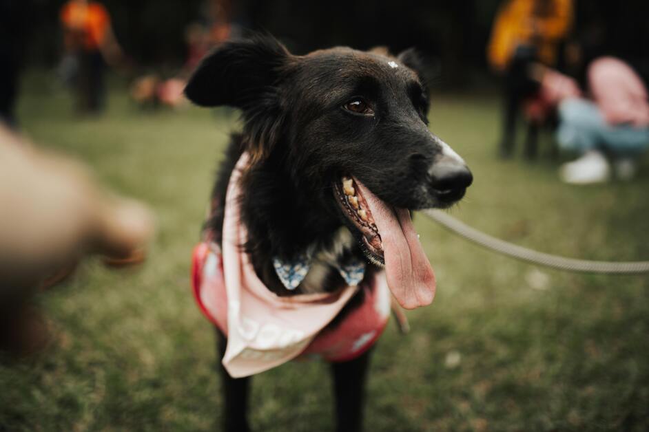 why do dogs wear bandanas