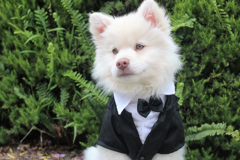 dog wedding dress