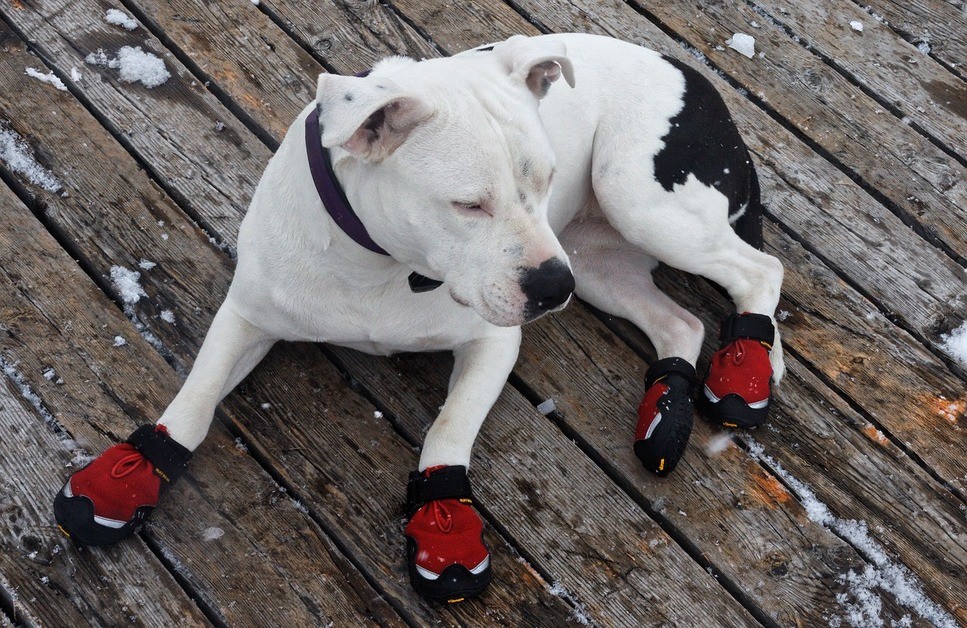 Do dogs need snow boots