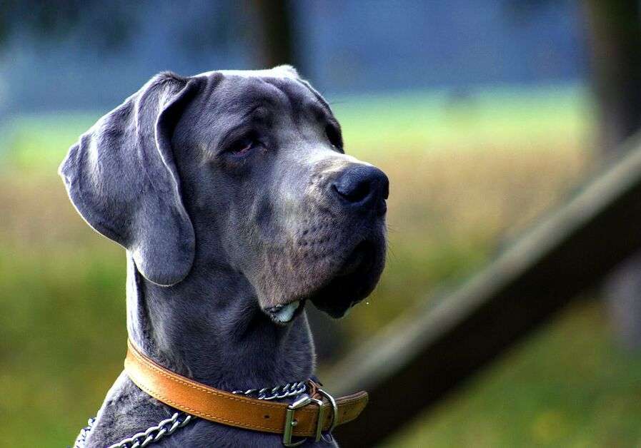 heavy-duty dog collar