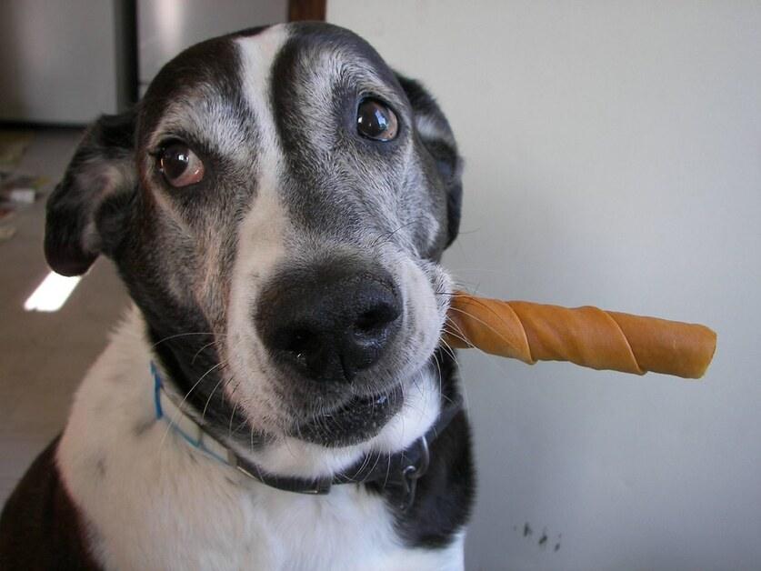 chew proof dog collar