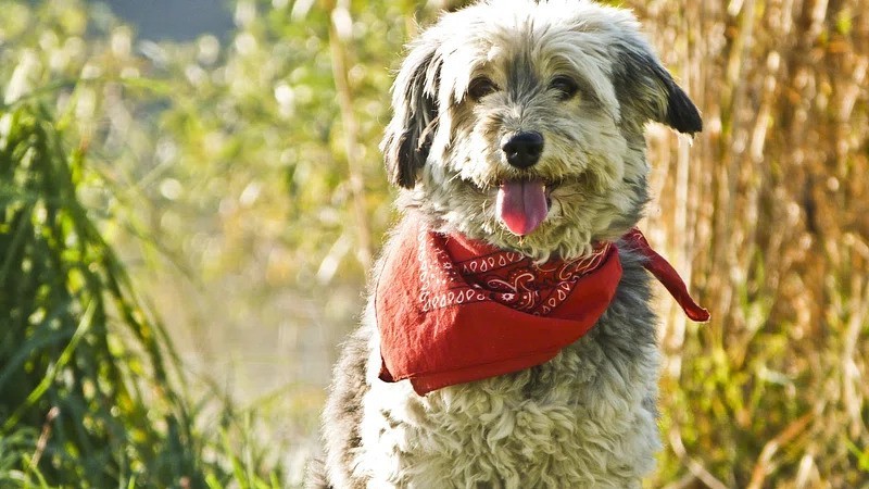 cooling bandana for dogs