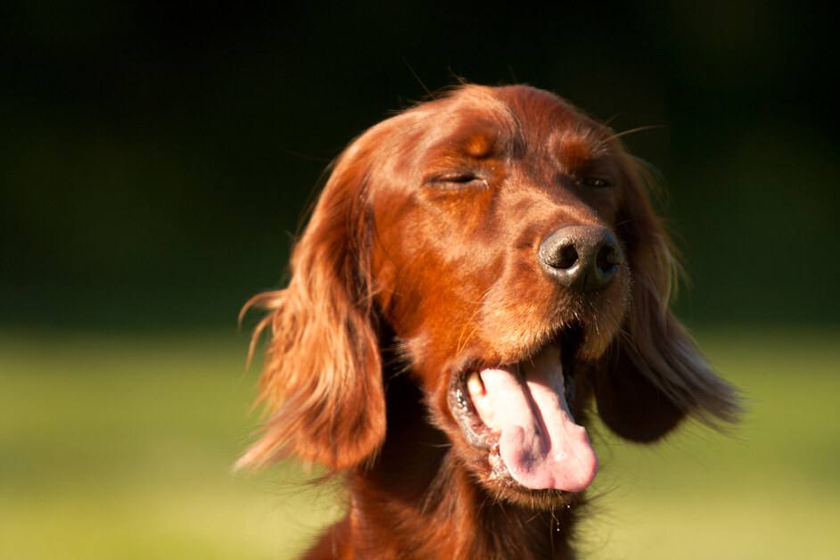 A dog sneezing outdoors with its eyes closed, showcasing a common reaction to nasal irritation.