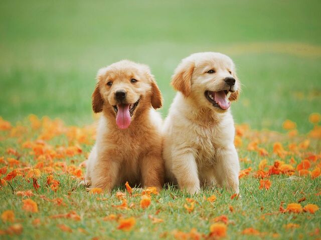 Two puppies standing in a garden, exploring their surroundings. Learning how to take care of a puppy includes providing a safe space, proper nutrition, regular vet visits, socialization, and training to ensure they grow into healthy dogs.