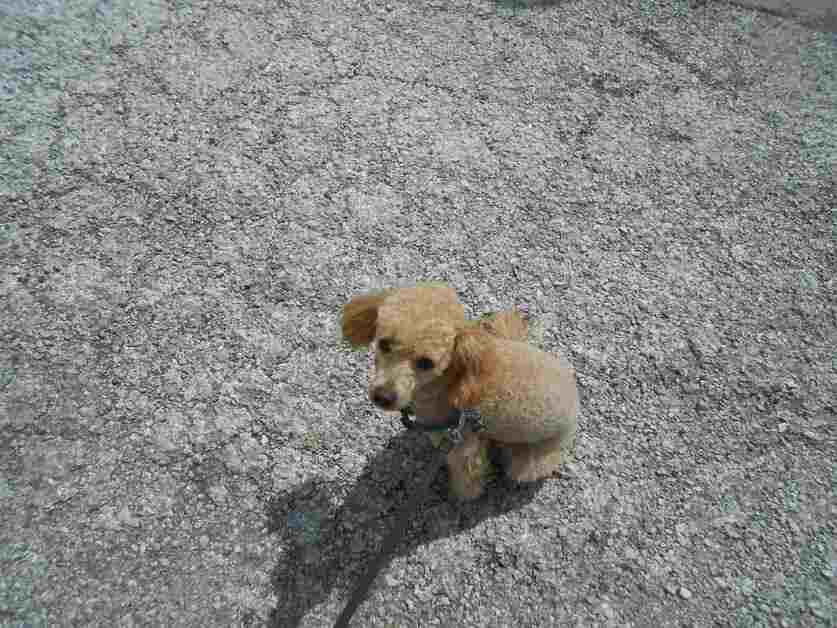 Curious dog looking at the camera – related to the question, why does my puppy poop so much?