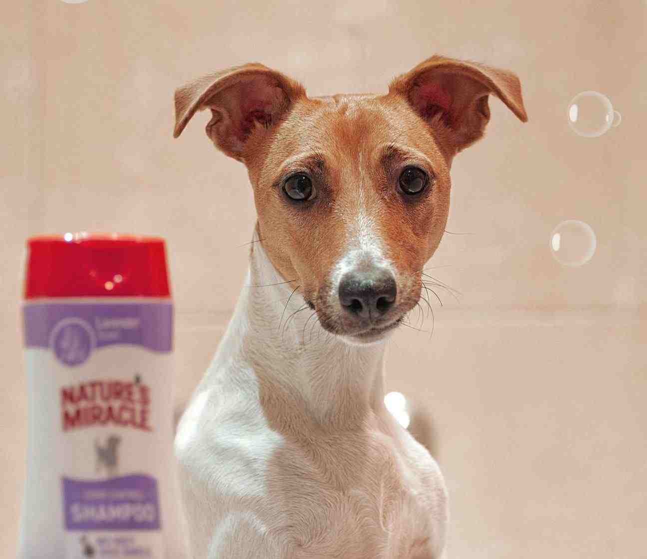 Dog taking a bath with the best smelling puppy shampoo