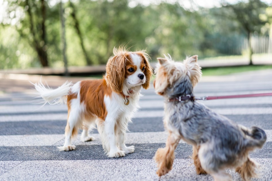 Two puppies looking at each other – part of puppy socialization checklist.
