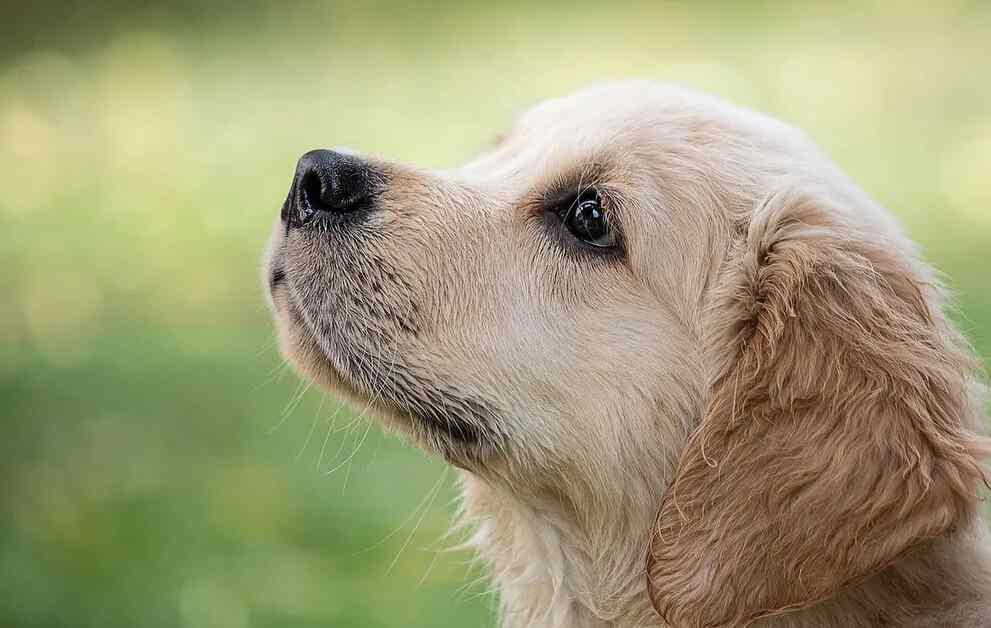 Puppy looking up during training – how to teach your dog their name