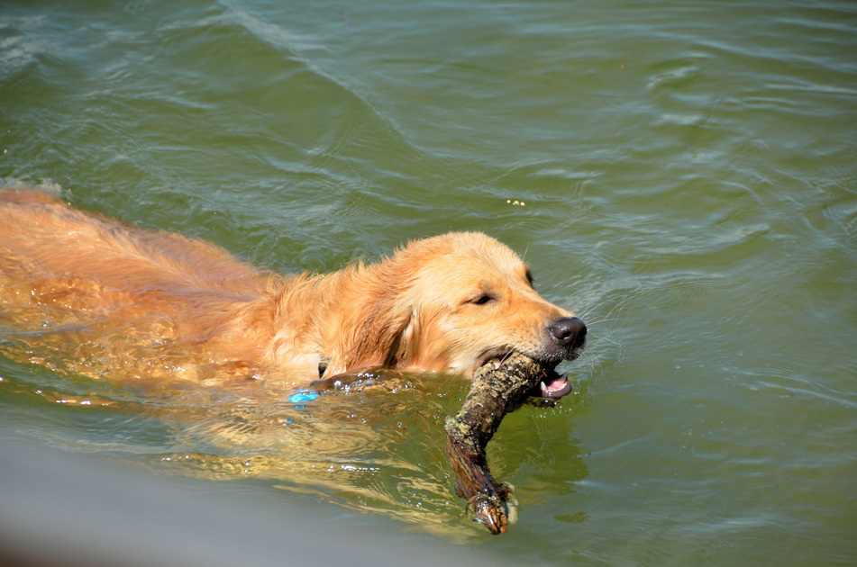 Dog fetching a stick in a lake — a fun activity that can lead to water intoxication in dogs if not monitored closely.