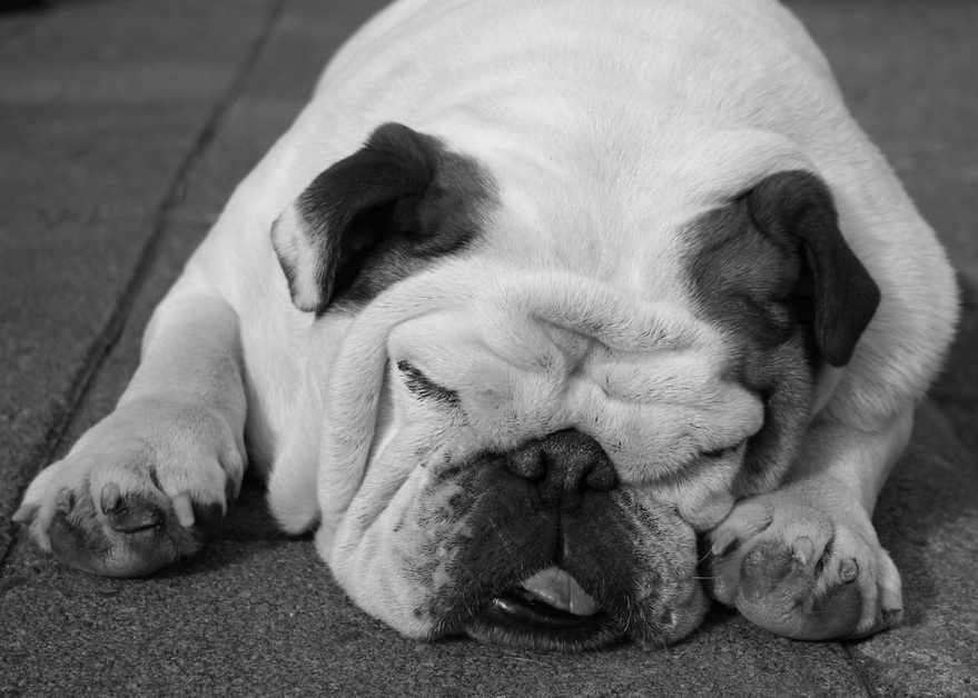 Bulldog peacefully sleeping on a couch, illustrating the topic of why dogs bark in their sleep.