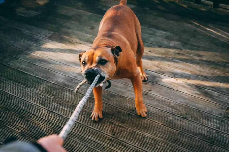 Dog playing tug-of-war and chewing on a durable rod toy held by its owner – one of the best dog toys for aggressive chewers