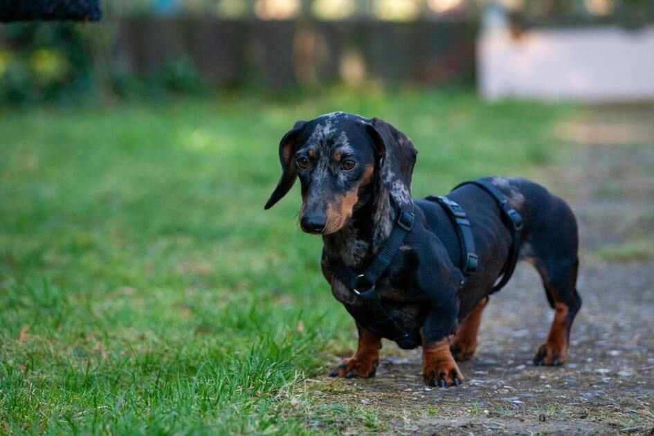 Dachshund wearing the best harness for Dachshunds for comfort and secure walks